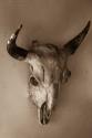 Steer Skull