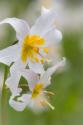Avalanche Lily III