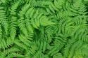 Oak Fern