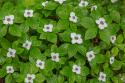 Bunchberry