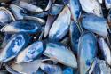 Mussels I