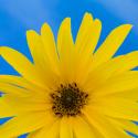 Sunflower on Blue I