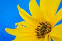 Sunflower on Blue III