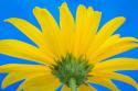 Sunflower on Blue IV