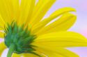Sunflower Macro I