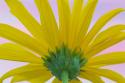 Sunflower Macro II