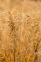 Autumn Grasses I