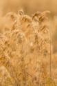 Autumn Grasses II