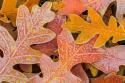 Frosty Leaves I