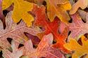 Frosty Leaves II
