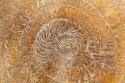 San Miguel Fossils I