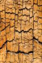 Pine Patterns I