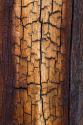 Pine Patterns II