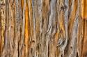 Weathered Wall II