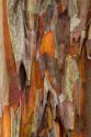 Crape Myrtle Bark I