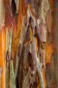 Crape Myrtle Bark II