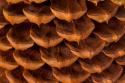 Pine Cone I