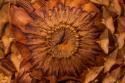 Pine Cone II