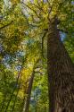 Tulip-Poplar Tree I