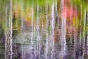 Forest Reflections II