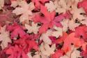 Fallen Leaves I