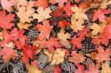 Fallen Leaves II