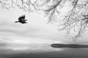 Seabeck Winter I
