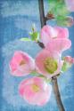 Flowering Quince I