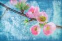 Flowering Quince III