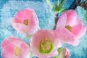 Flowering Quince IV