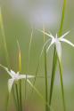 Star Grass I