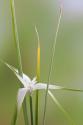 Star Grass II