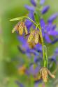 Chocolate Lily I