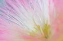 Mimosa Tree Blossom I