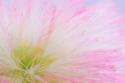 Mimosa Tree Blossom II