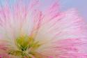 Mimosa Tree Blossom III
