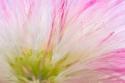 Mimosa Tree Blossom IV
