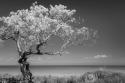 Lone Tree I