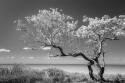 Lone Tree II