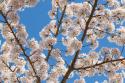 Cherries in Bloom I