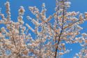 Cherries in Bloom II
