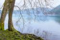 Winter Alders I