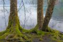 Winter Alders II