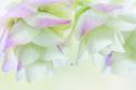 Ornamental Oregano IV