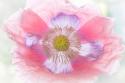 Poppy Hih Key II