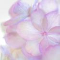 Pink Hydrangea II