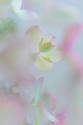 Hydrangea I