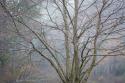 Foggy Winter I