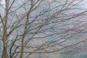 Foggy Winter II