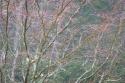 Sparkling Raindrops I